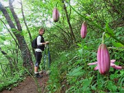 64 Ripassiamo dal Lilium martagon-Giglio martagone in bocciolo